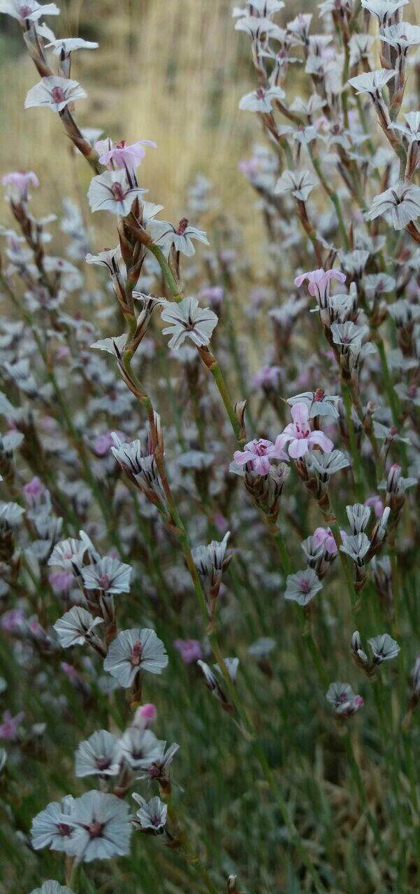 کلاه میرحسن زیگزاگی - معرفی و خواص گیاهان دارویی